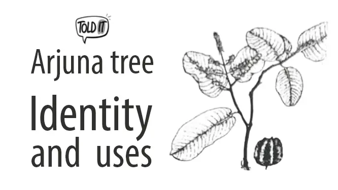 Arjuna Tree Identity and Uses Explained