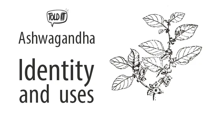 Ashwagandha Identity and Uses Explained