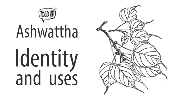 Ashwattha Tree Identity & Uses Explained
