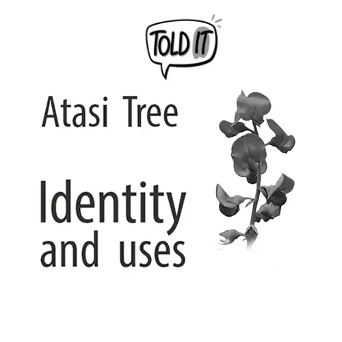 Atasi Tree Identity and Uses Explained featured image