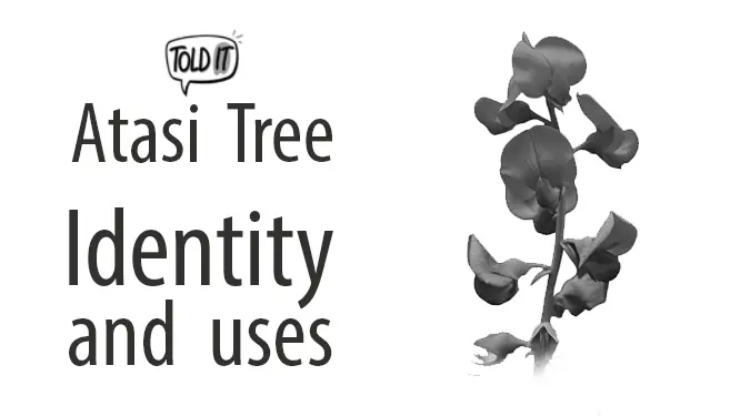 Atasi Tree Identity and Uses Explained