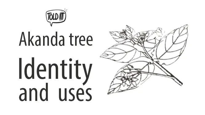 Akanda Tree Identity and Uses Explained