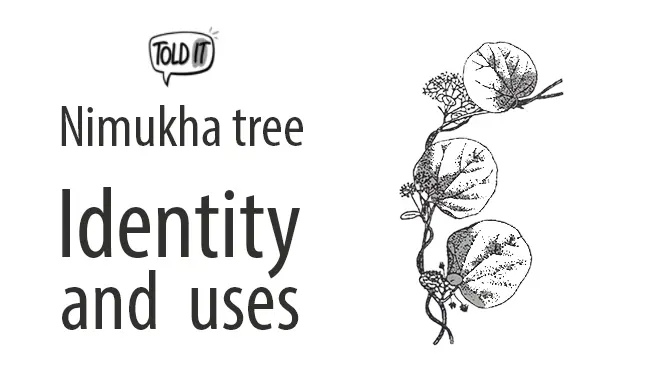 Aknadi or Nimukha Tree Identity and Uses Explained