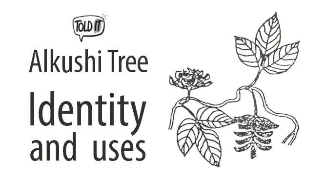 Alkushi Tree Identity and Uses Explained