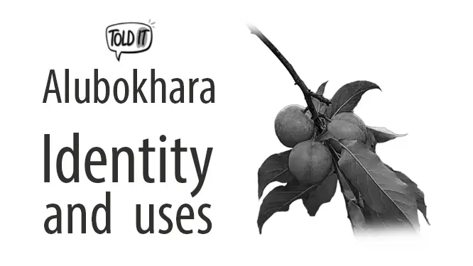 Alubokhara Tree Identity and Uses Explained