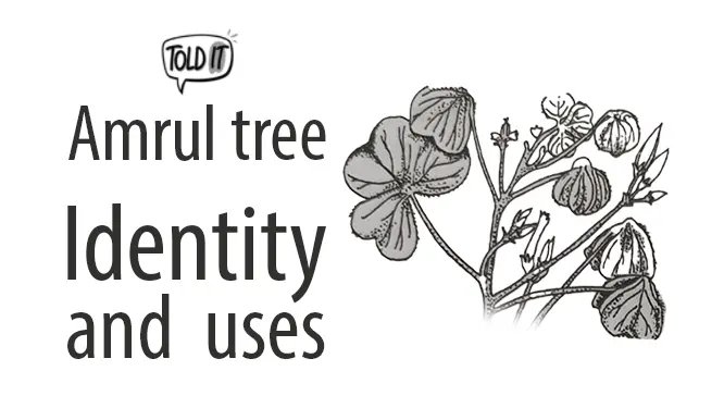 Amrul Tree Identity and Uses Explained