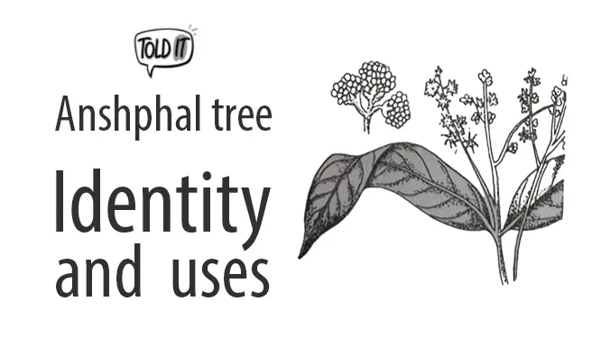 Anshphal Tree Identity and Uses Explained