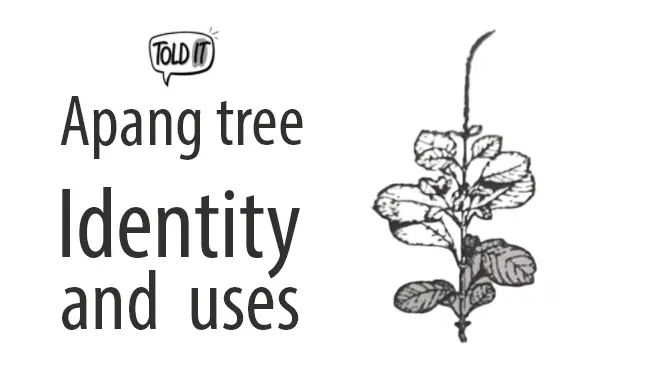 Apang Tree Identity and Uses Explained