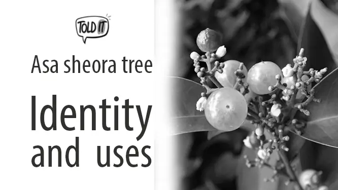 Asasheora Tree Identity and Uses Explained