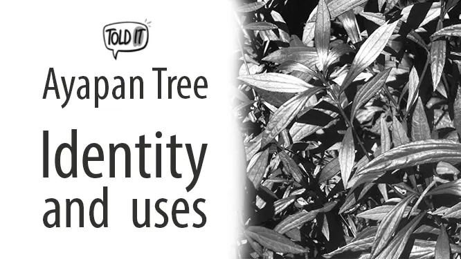 Ayapan Tree Identity and Uses Explained