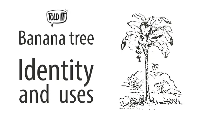 Banana Tree Identity and Uses Explained