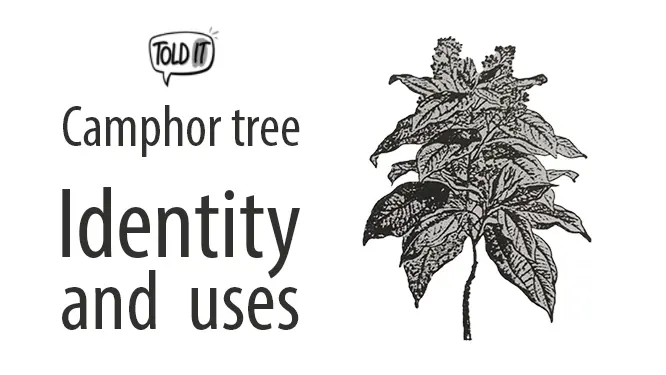 Camphor Tree (Kapur) Identity and Uses Explained