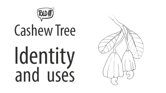 Cashew Tree (Kajubadam) Identity and Uses Explained