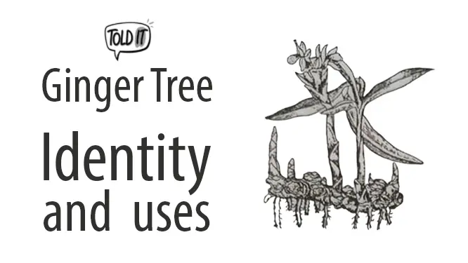 Ginger Tree Identity and Uses Explained