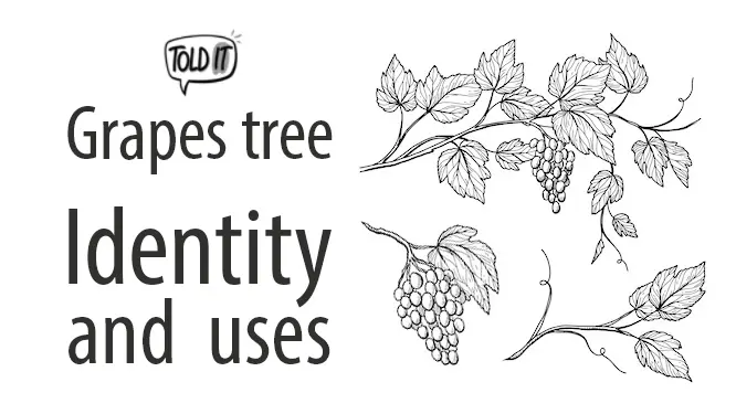 Grapes Tree Identity and Uses Explained