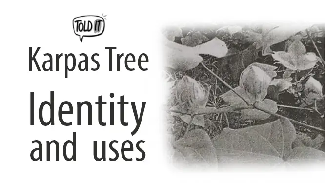 Karpas Tree (Cotton Plant) Identity and Uses Explained