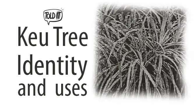 Keu Tree Identity and Uses Explained