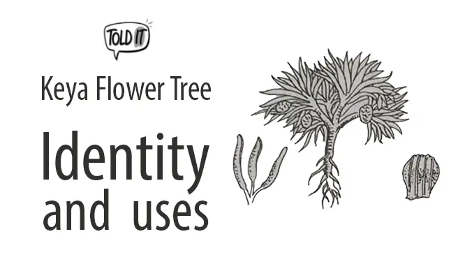 Keya Flower Tree (Screw Pine) Identity and Uses Explained