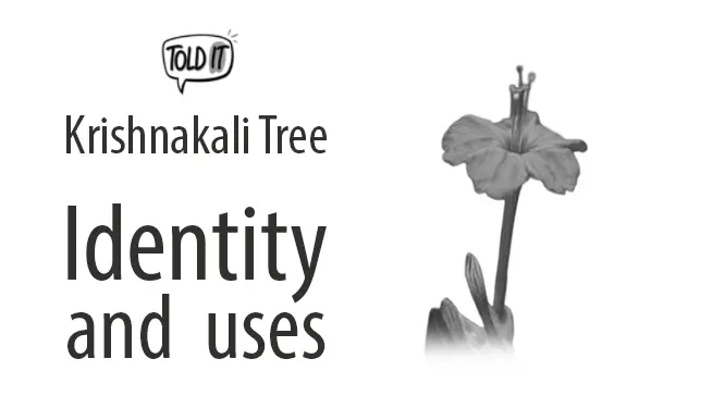 Krishnakali Tree Identity and Uses Explained