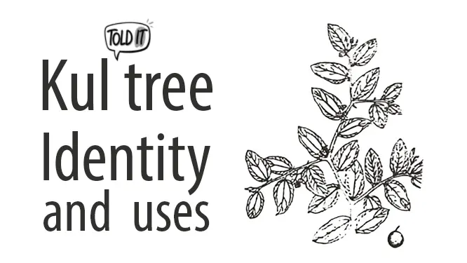 Kul Tree (Indian Jujube) Identity and Uses Explained