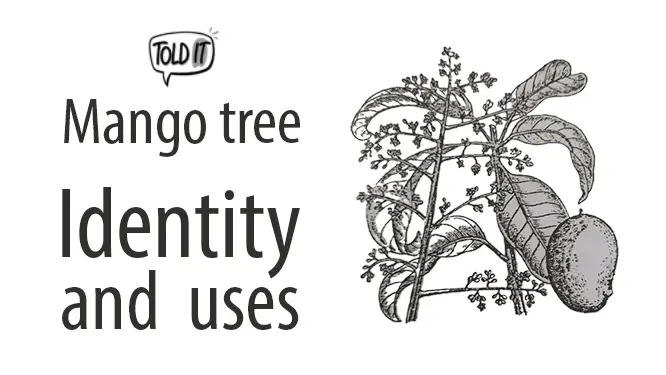 Mango Tree Identity and Uses Explained