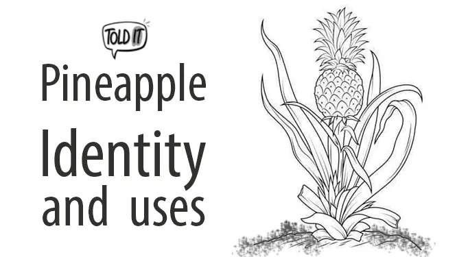 Pineapple Tree Identity and Uses Explained