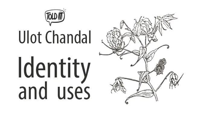 Ulot Chandal Tree Identity and Uses Explained