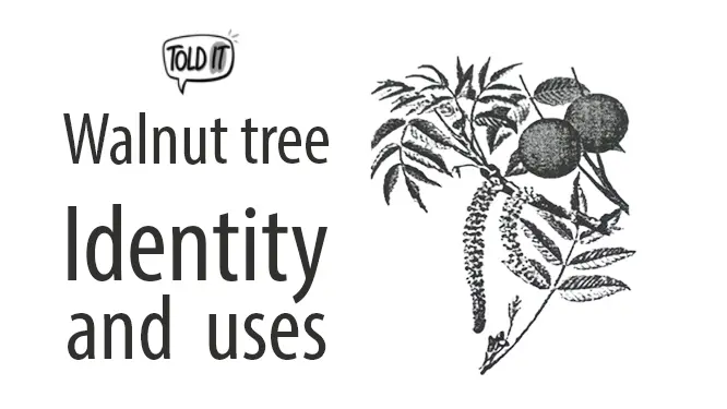 Walnut Tree Identity and Uses Explained