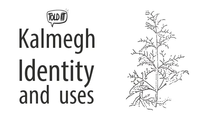 Kalmegh Tree (Andrographis paniculata) Identity and Uses Explained